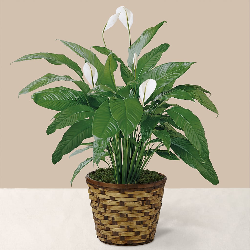 Tranquil Moments Peace Lily Plant – Flowers By Marianne, Salisbury MA