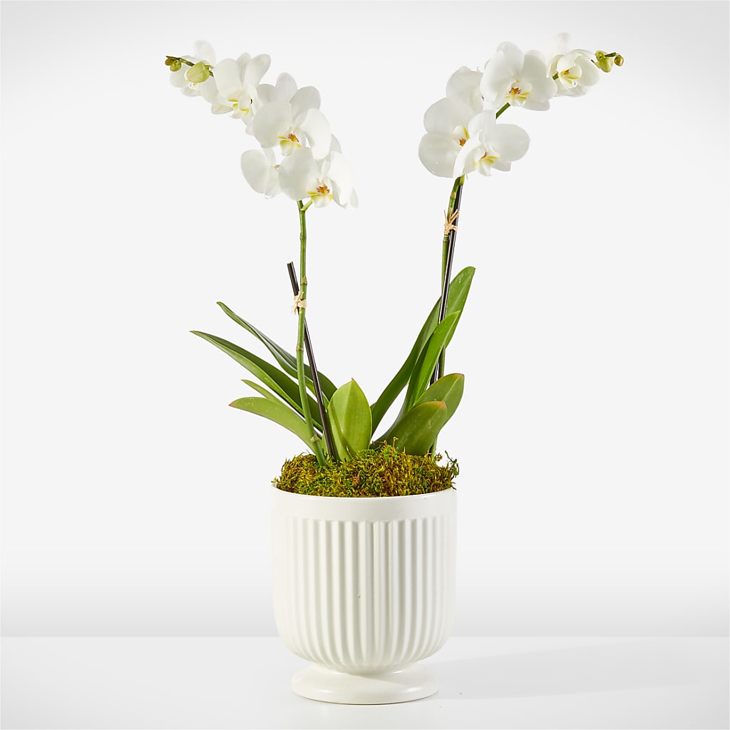 Whispering White Orchid – Flowers By Marianne, Salisbury MA