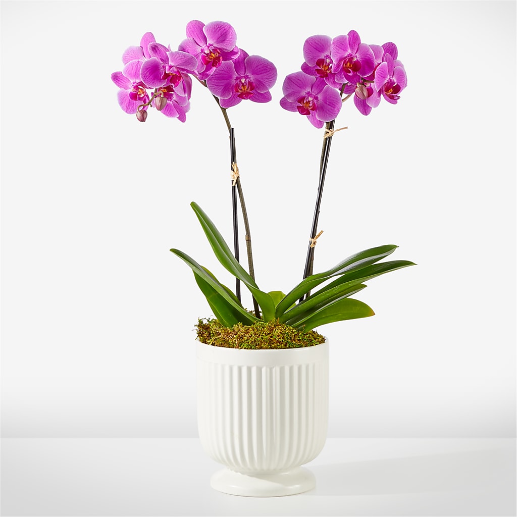 Friendly Fuchsia Orchid – Flowers By Marianne, Salisbury MA