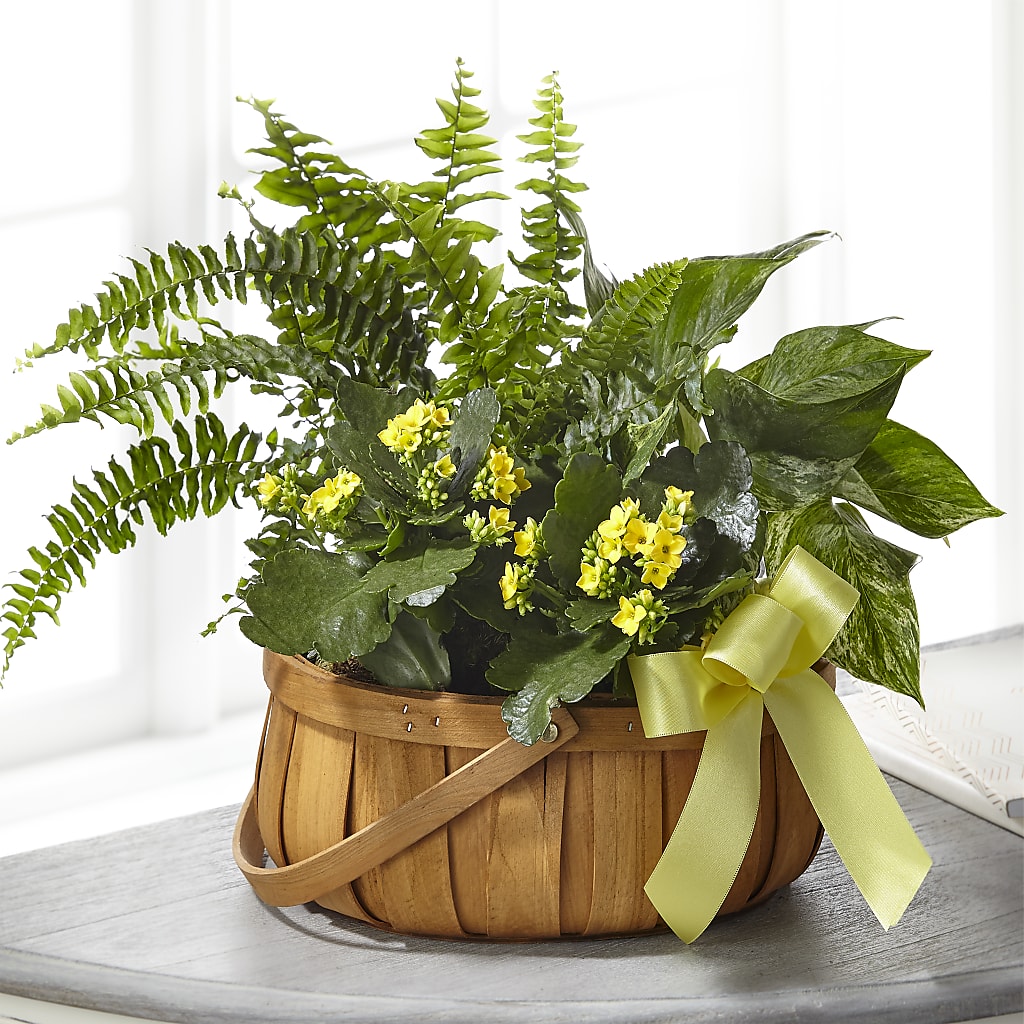 Always Dear Dishgarden – Flowers By Marianne, Salisbury MA