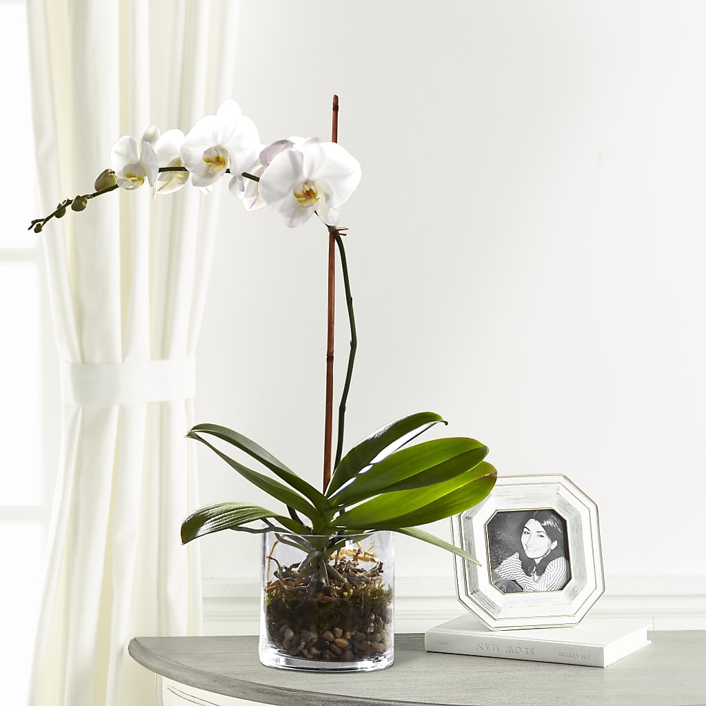 White Orchid Planter – Flowers By Marianne, Salisbury MA