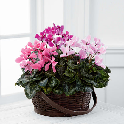 Mixed Cyclamen Planter –  Flowers By Marianne, Salisbury MA