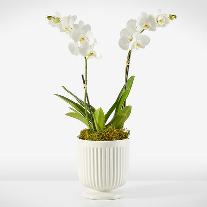 Whispering White Orchid –  Flowers By Marianne, Salisbury MA