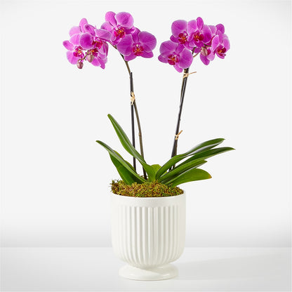 Friendly Fuchsia Orchid –  Flowers By Marianne, Salisbury MA