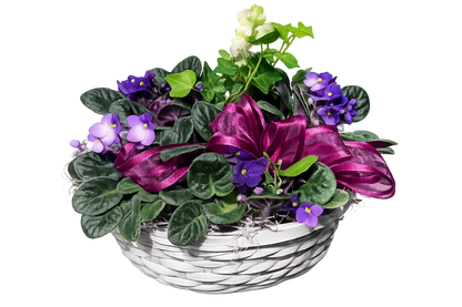 African Violet Basket –  Flowers By Marianne, Salisbury MA