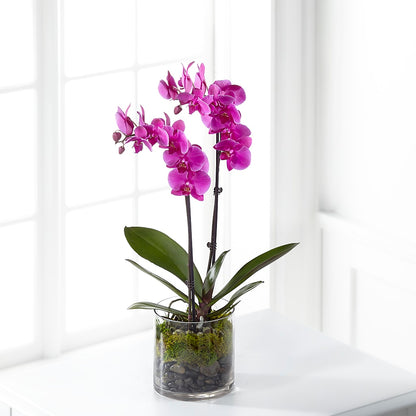 Pink Orchid Plant –  Flowers By Marianne, Salisbury MA