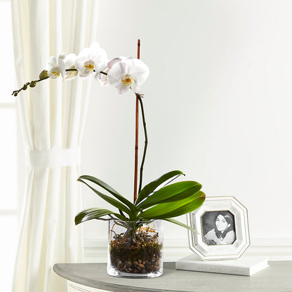 White Orchid Planter –  Flowers By Marianne, Salisbury MA